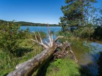 Toter Baumstamm in einem Zufluß zum Großen Ostersee